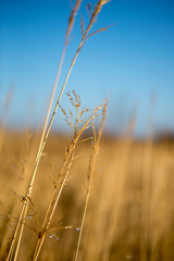 Fototapeta premium Close-uo of dryed weed with waterdrops in the winter