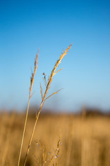 Fototapeta premium Close-uo of dryed weed with waterdrops in the winter