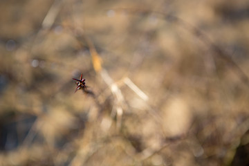 Macro of thorn on a bush