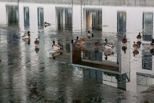 A group of ucks enjoying the sunshine on a thawing lake