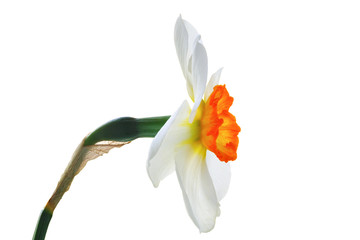 Close-up elegant daffodil flower head isolated on white background. Side view