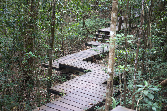 Fototapeta Wooden bridge in tropical forest
