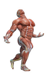 muscle man anatomy in an white background
