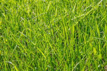 Fototapeta premium Perfect green background by the fresh grass