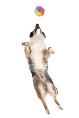 australian shepherd in studio