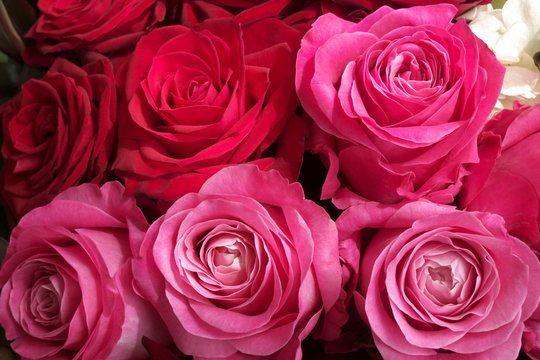 赤とピンクのバラのフラワーアレンジメント - Red and pink roses in flower arrangement