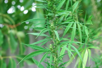 Marijuana leaf background wallpaper, cannabis hemp leaf outdoors