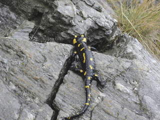 Feuersalamander