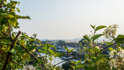 Plants framing a harbour view in Rye, England
