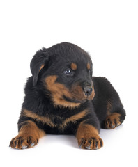 puppy rottweiler in studio