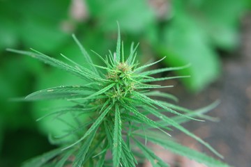 Cannabidiol. Cannabis CBD oil hemp products. Cultivation of marijuana flowering plant as legal medicinal drug, herb