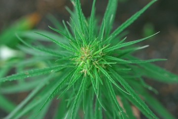 Cannabidiol. Cannabis CBD oil hemp products. Cultivation of marijuana flowering plant as legal medicinal drug, herb