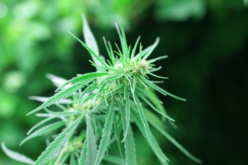 Naklejka na ściany i meble Cultivation of marijuana, flowering cannabis plant as legal medicinal drug, herb, ready to harvest