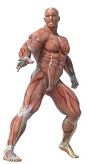muscle man anatomy in an white background