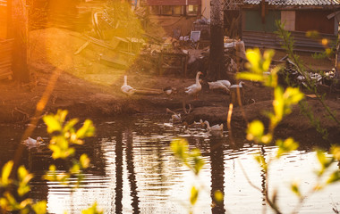 Ducks and geese floating in a pond in the rays of a magnificent sunset in a rustic style
