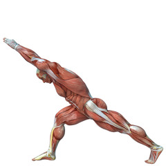 muscle man anatomy in an white background