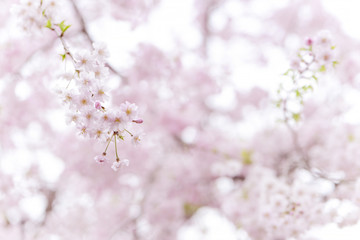 桜　満開