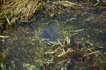 Froschlaich, Frosch, Frösche, Eier, Kaulquappe, Kaulquappen, Froscheier, Wasser, Pfütze,...