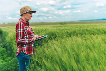 Naklejka na ściany i meble Farmer using digital tablet in wheat crop field