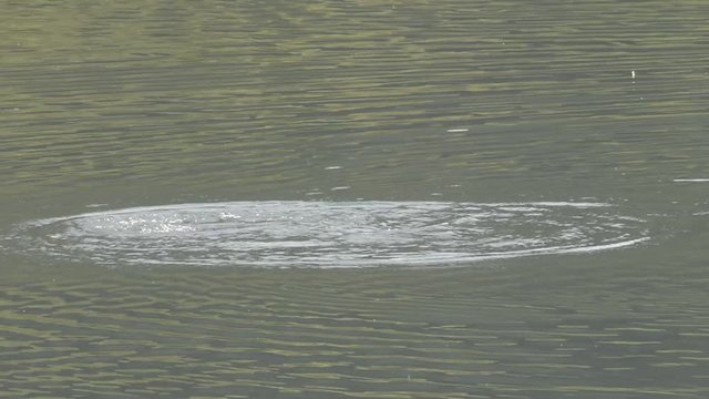 il bagno del cormorano