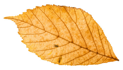 back side of yellow autumn leaf of parthenocissus