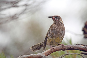 Rotlappen-Honigfresser (Anthochaera carunculata) sitzt auf einem Ast auf Kangaroo Island, South Australia, Australien.