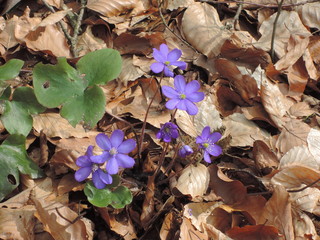 Leberblümchen