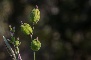 Close up of seed pods of canna lily flower.