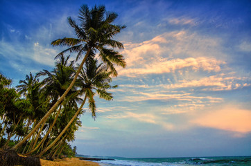 Palm and tropical beach Sri Lanka