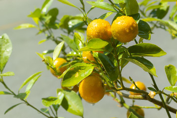Little oranges with water drop in the morning