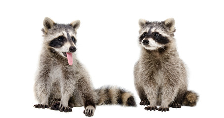Two funny raccoons sitting together, isolated on white background