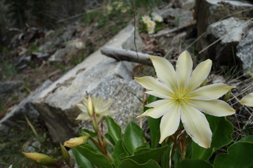 Springtime in the Pacific Northwest