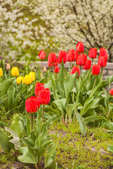 Blooming red and yellow tulips in the garden
