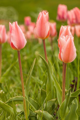 Pink tulips in the garden