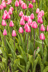 Purple tulips in the garden