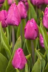 Purple tulips in the garden