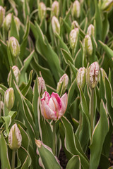 Parrot tulips 
