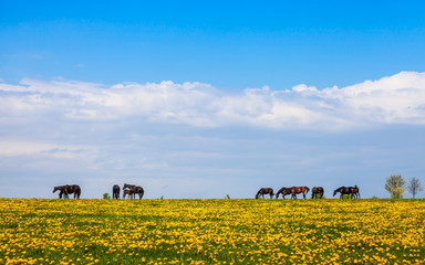 Pferde auf einer Weide, artgerechte Haltung in der Landwirtschaft