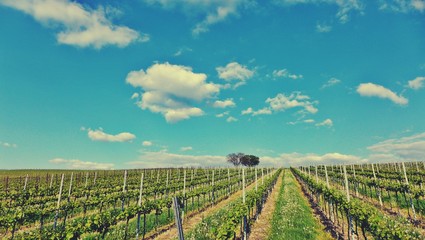 Fototapeta premium Weinberg an einem sonnigen Maientag