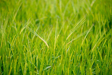 Field of cereals