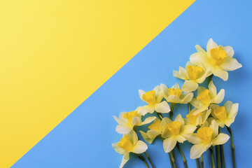 Yellow daffodils on a blue and yellow background