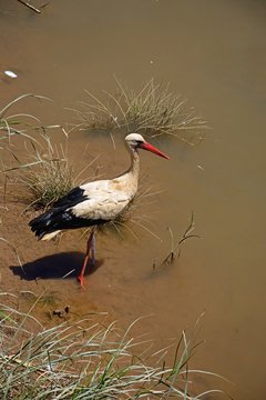 Adult stork wading in the river Arade, Silves, Portugal.