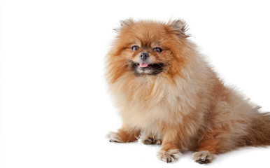 Obraz premium Cute cute little Pomeranian Pomeranian isolated on white background, portrait