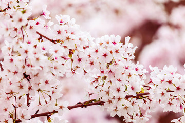 Spring cherry blossoms