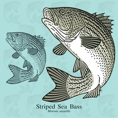 Fototapeta premium Striped Sea Bass. Vector illustration with refined details and optimized stroke that allows the image to be used in small sizes (in packaging design, decoration, educational graphics, etc.)