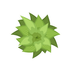 Green plant, landscape design element, top view vector Illustration on a white background
