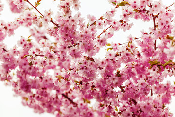 Spring cherry blossoms