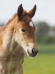 Fototapeta premium Foal Headshot