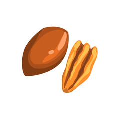 Pecun nut, nutritious natural product vector Illustration on a white background