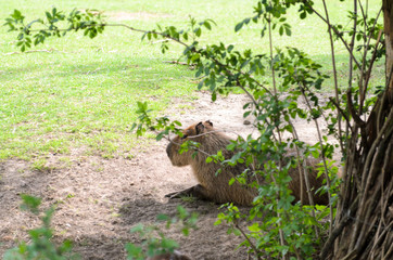 Fototapeta na wymiar Capybara in the middle of trees on a sunny day